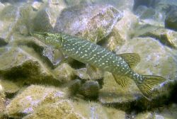 Pike in the shallows of Stoneycove (inland dive site) by Ian Palmer 